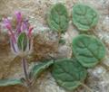 پونه سای دنایی